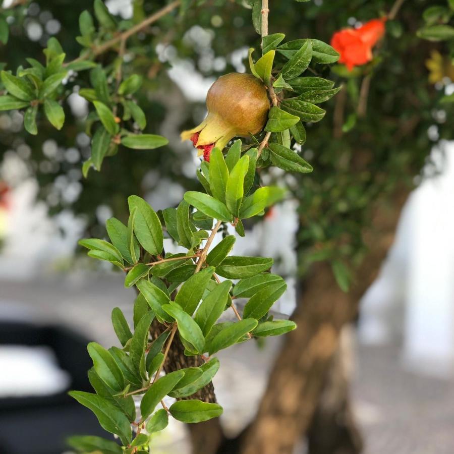 Il Melograno Chic&Nature ปอมเปอี ภายนอก รูปภาพ